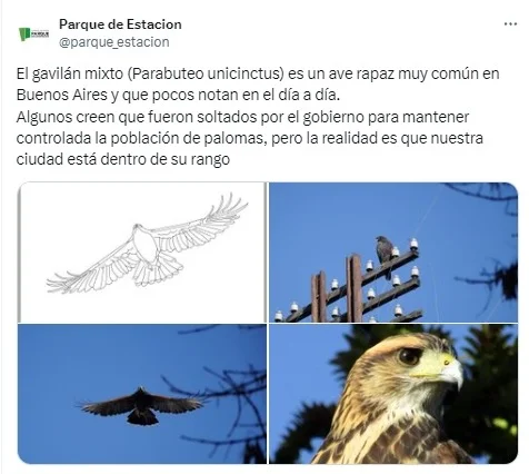 caba, ciudad de buenos aires, gavilanes